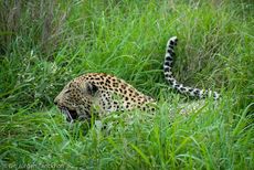 leopard (21 von 60).jpg